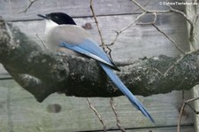 Blauelster (Cyanopica cooki) im Solinger Vogel- und Tierpark
