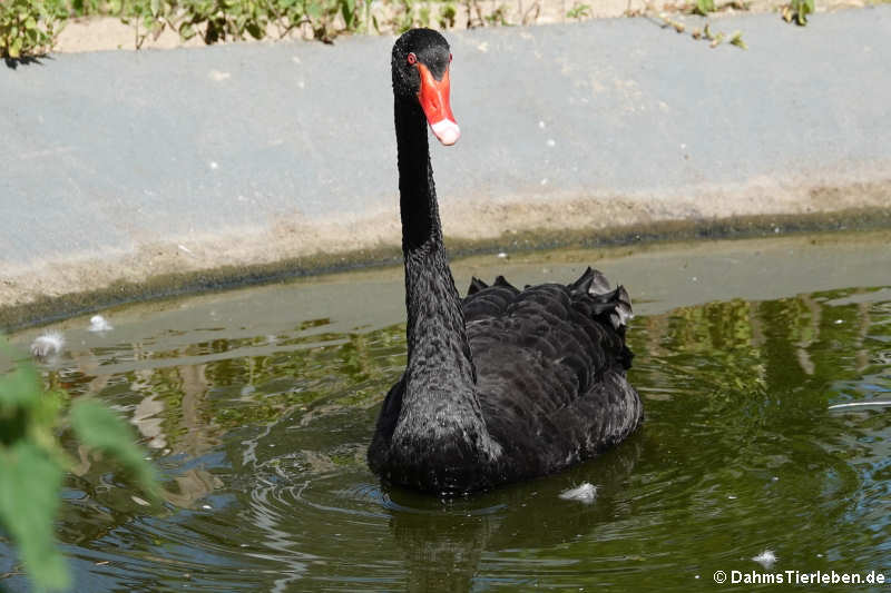 Trauerschwan (Cygnus atratus)