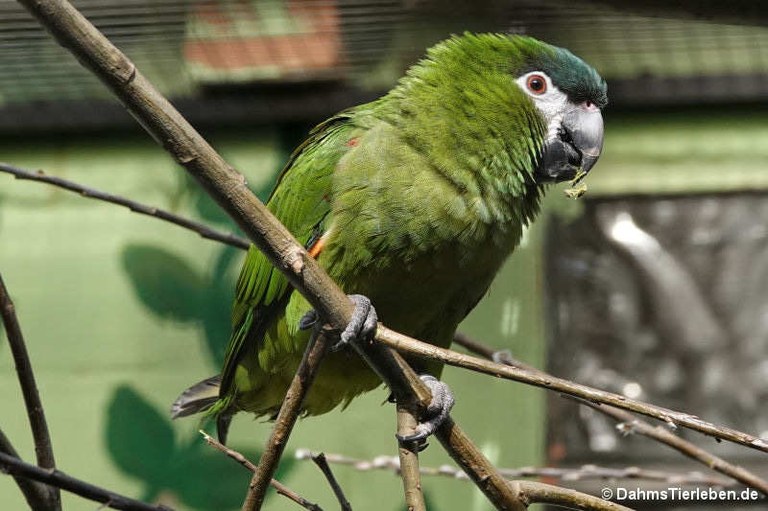 Diopsittaca nobilis nobilis