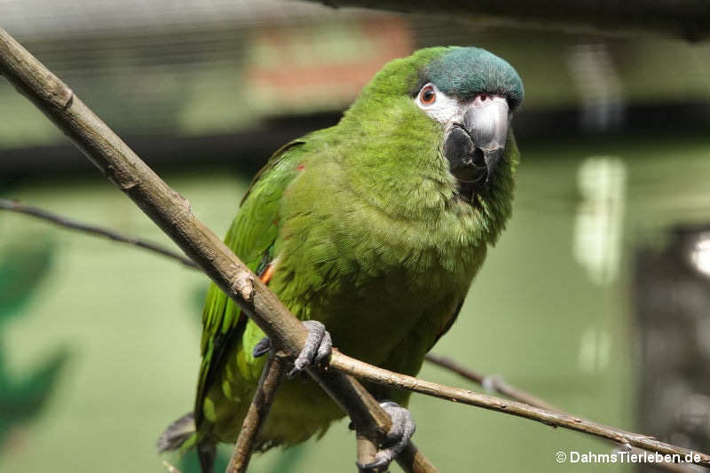 Diopsittaca nobilis nobilis