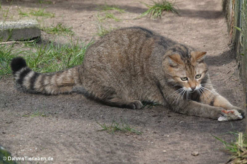 Felis silvestris silvestris