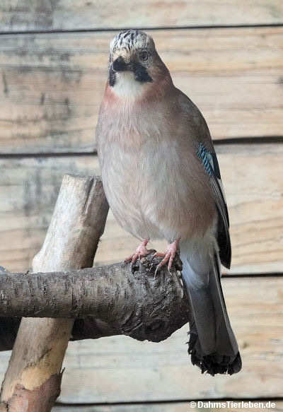 Eichelhäher
(Garrulus glandarius) Eichelhäher