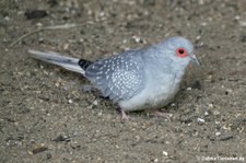 Diamanttäubchen (Geopelia cuneata) im Vogel- und Tierpark Solingen