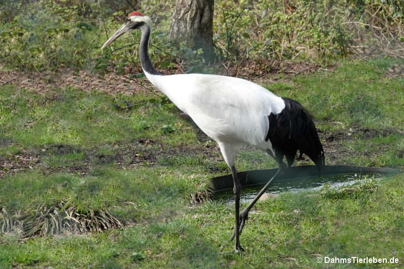 Mandschurenkranich
(Grus japonensis) Grus japonensis