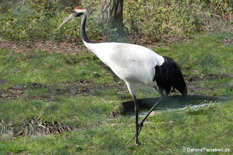 Grus japonensis
