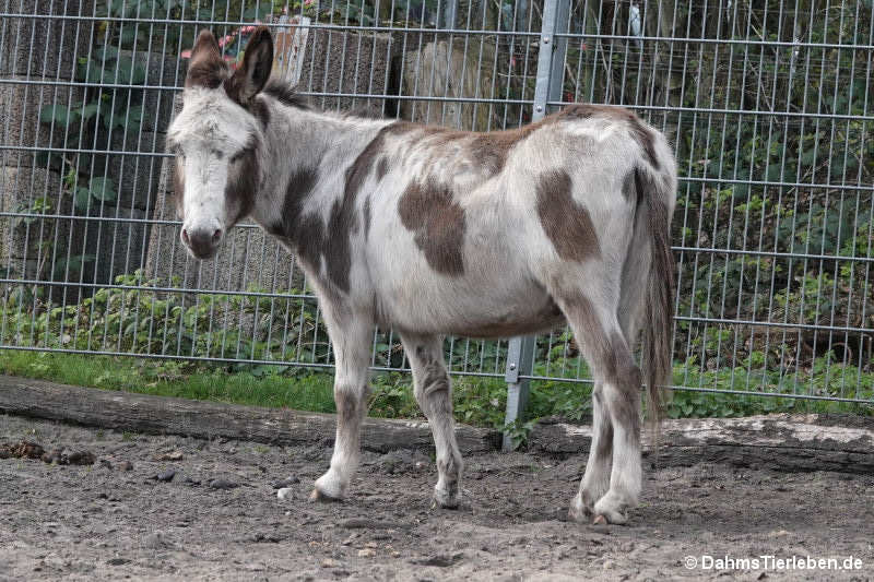 Hausesel
(Equus africanus f. asinus) Hausesel