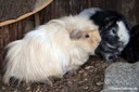 Cavia aperea porcellus