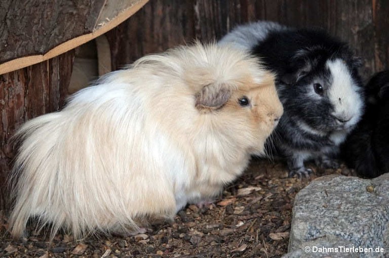 Cavia aperea porcellus