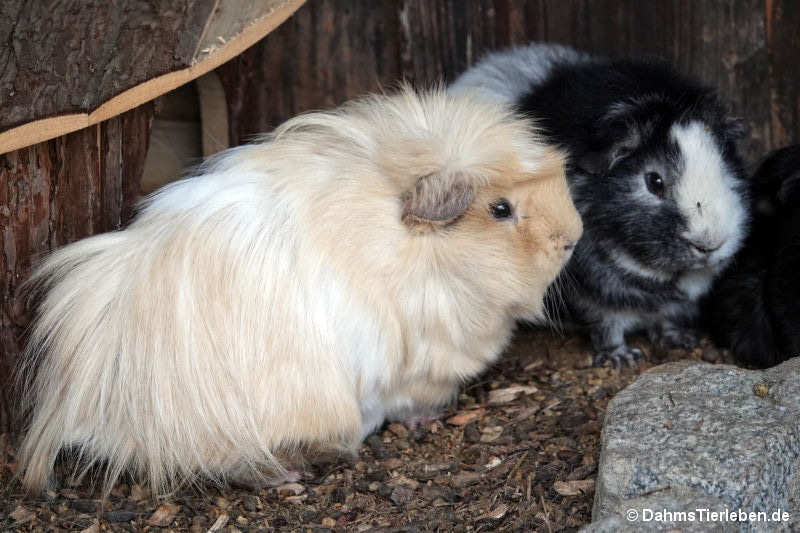 Hausmeerschweinchen
(Cavia aperea f. porcellus) Hausmeerschweinchen