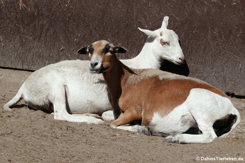 Mareike und Schneeflocke