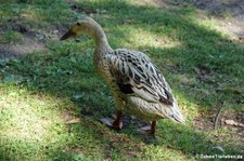 Laufente (Anas platyrhynchos f. domestica) im Vogel- und Tierpark Solingen