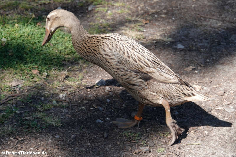 Indische Laufente (Anas platyrhynchos f. domestica)