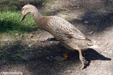 Laufente (Anas platyrhynchos f. domestica) im Vogel- und Tierpark Solingen