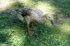 Laufente (Anas platyrhynchos f. domestica) im Vogel- und Tierpark Solingen