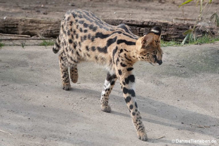 Leptailurus serval