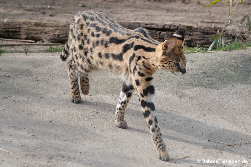 Leptailurus serval