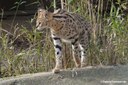 Leptailurus serval
