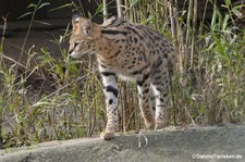 Serval