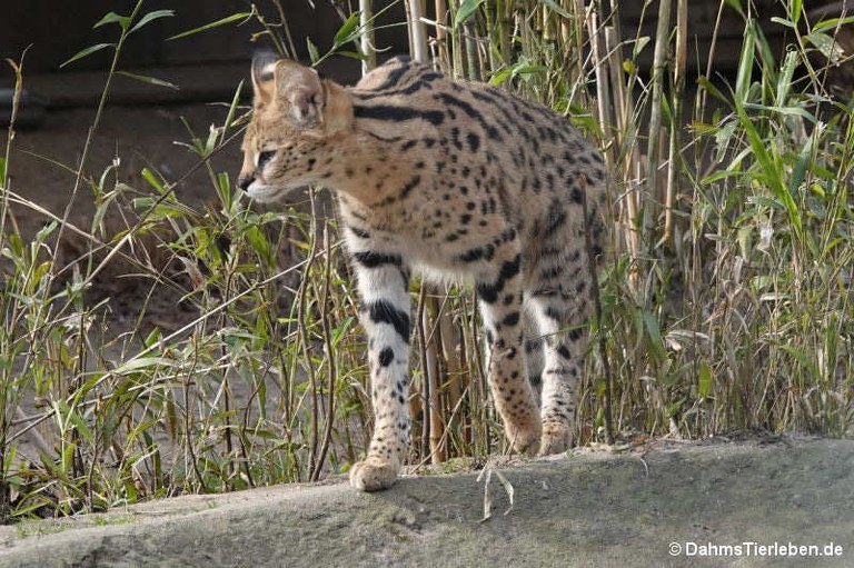 Leptailurus serval