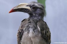 Grautoko (Lophoceros nasutus) im Vogel- und Tierpark Solingen