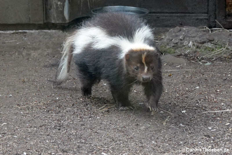 Streifenskunk Mephitis mephitis-3