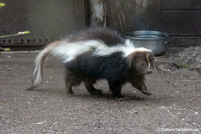 Streifenskunk Mephitis mephitis-1