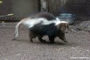 Mephitis mephitis