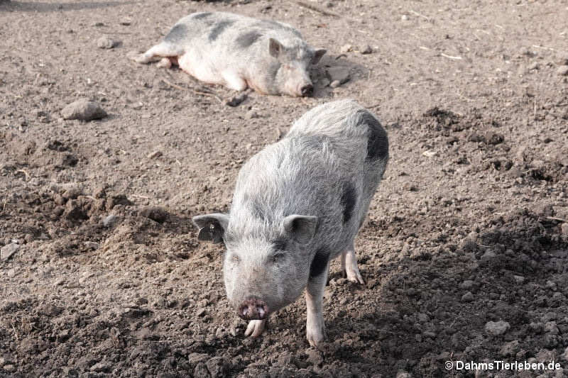 Minipig-1