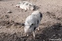 Minipigs