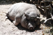 Göttinger Minischwein im Vogel- und Tierpark Solingen