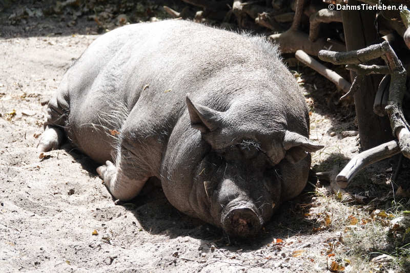 Göttinger Minischwein (Sus scrofa f. domestica)