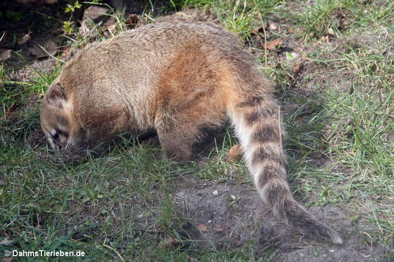 Südamerikanischer Nasenbär
(Nasua nasua) Nasua nasua