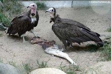 Kappengeier (Necrosyrtes monachus) im Vogel- und Tierpark Solingen