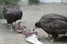 Kappengeier (Necrosyrtes monachus) im Vogel- und Tierpark Solingen