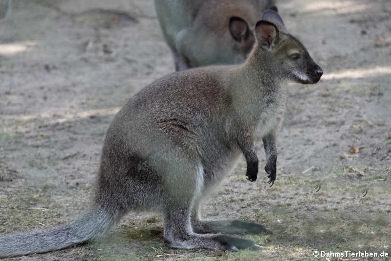 Bennettkänguru (Notamacropus rufogriseus rufogriseus)