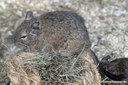Octodon degus