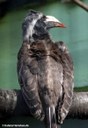 Lophoceros nasutus