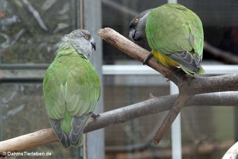 Poicephalus senegalus-1