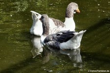 Pommerngänse (Anser anser f. domestica) im Vogel- und Tierpark Solingen