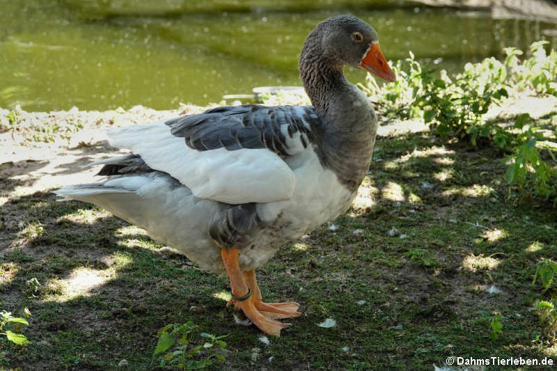 Pommerngans (Anser anser f. domestica)