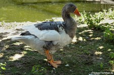 Pommerngans (Anser anser f. domestica) im Vogel- und Tierpark Solingen