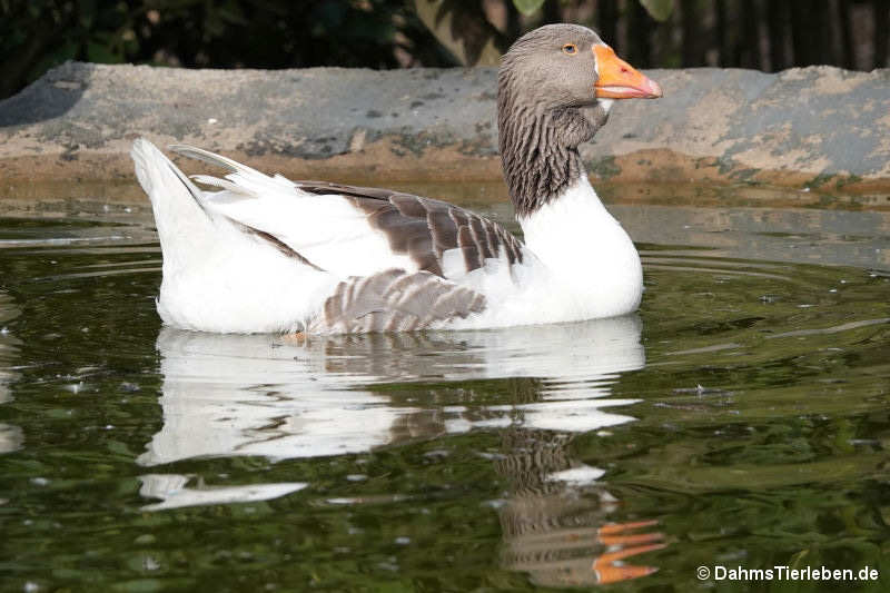 Pommerngans
(Anser anser f. domestica) Pommerngans