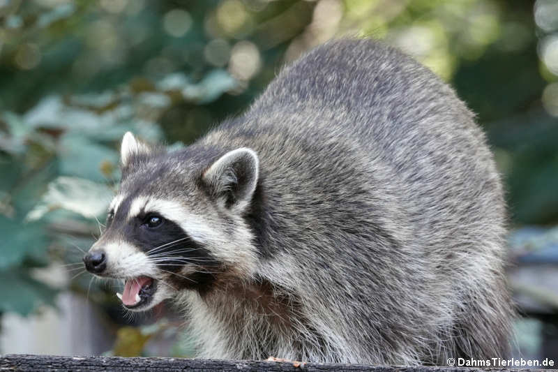 Nordamerikanischer Waschbär (Procyon lotor)