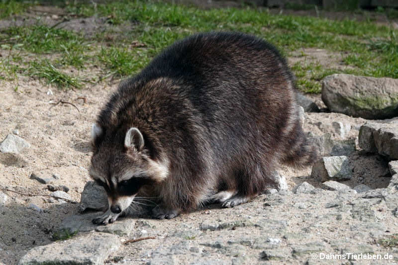 Nordamerikanischer Waschbär
(Procyon lotor) Nordamerikanischer Waschbär