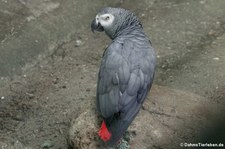 Psittacus erithacus-3