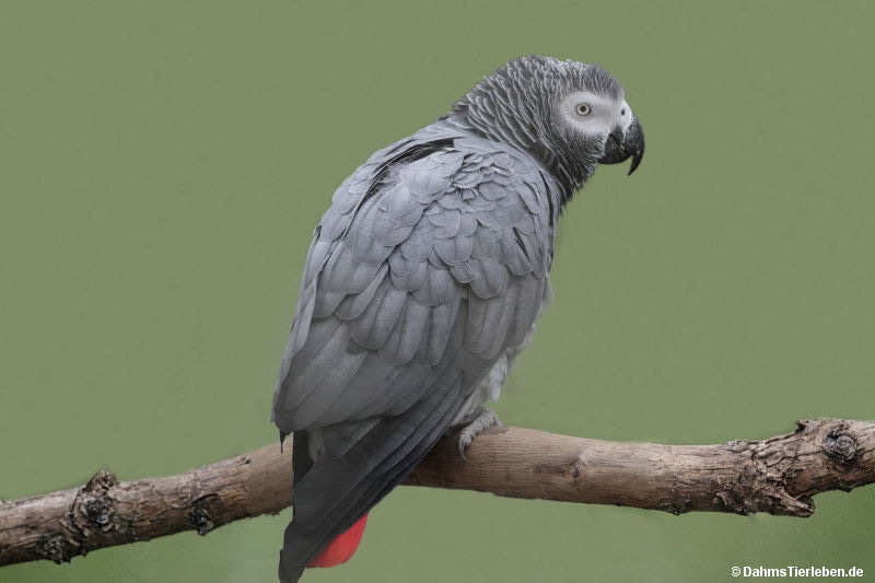 Kongo-Graupapagei
(Psittacus erithacus erithacus) Kongo-Graupapagei