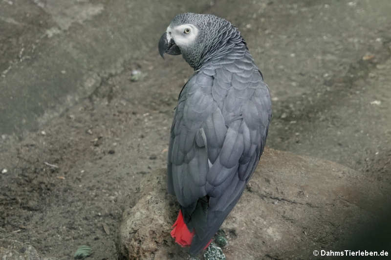 Kongo-Graupapagei (Psittacus erithacus erithacus)