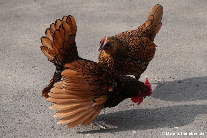 Sebright Zwerghühner
(Gallus gallus f. domestica) Sebright-1