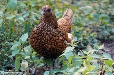 Weibliches Sebright Zwerghuhn (Gallus gallus f. domestica) im Solinger Vogel- und Tierpark