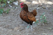 Männliches Sebright Zwerghuhn (Gallus gallus f. domestica) im Vogel- und Tierpark Solingen